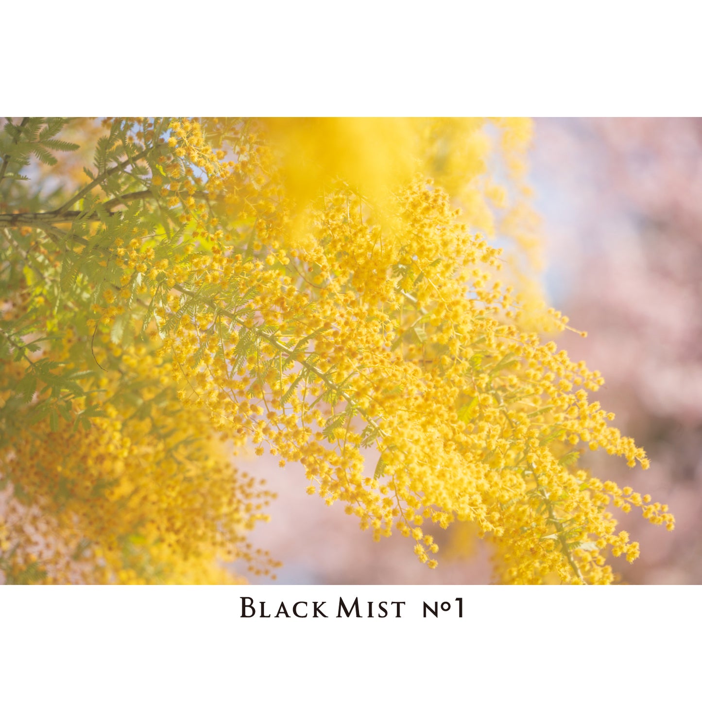 Kenko Black Mist No.1 N Diffusion Effect Filter, For That Perfect Cinematic Scene